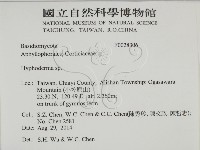 絲皮菌屬藏品圖，第2張
