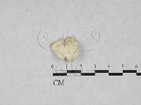 登錄號:F0028308藏品圖，第1張