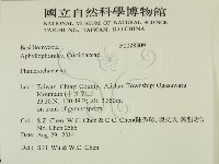 顯絲菌屬藏品圖，第2張