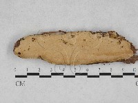 登錄號:F0028312藏品圖，第1張
