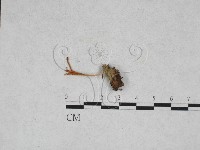 登錄號:F0028313藏品圖，第1張