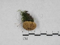 登錄號:F0028314藏品圖，第1張