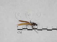 登錄號:F0028315藏品圖，第1張