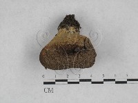 登錄號:F0028316藏品圖，第1張
