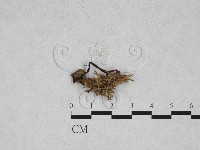 登錄號:F0028318藏品圖，第3張