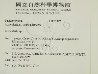 木耳屬藏品圖，第2張