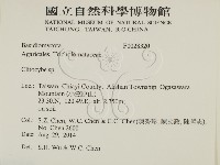 杯傘屬藏品圖，第2張