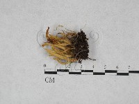 登錄號:F0028321藏品圖，第1張