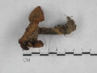 乳菇屬藏品圖，第1張