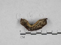 乳菇屬藏品圖，第3張