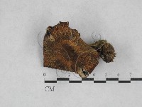 乳菇屬藏品圖，第1張