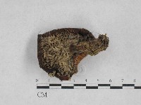 乳菇屬藏品圖，第3張