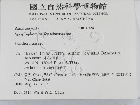 齒耳菌屬藏品圖，第2張