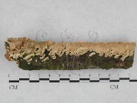 齒耳菌屬藏品圖，第1張