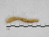 登錄號:F0028325藏品圖，第1張