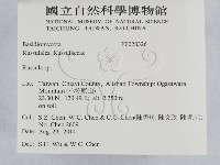 紅菇屬藏品圖，第2張