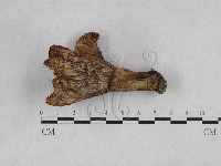 紅菇屬藏品圖，第1張