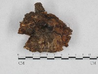 紅菇屬藏品圖，第3張