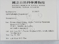 附毛菌屬藏品圖，第2張