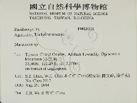 小皮傘屬藏品圖，第2張