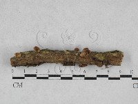 小皮傘屬藏品圖，第1張