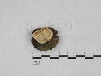 登錄號:F0028332藏品圖，第1張