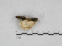 登錄號:F0028332藏品圖，第3張