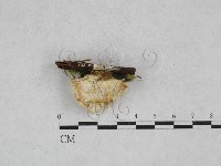 登錄號:F0028332藏品圖，第4張