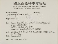絲齒菌屬藏品圖，第2張
