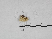 登錄號:F0028336藏品圖，第1張