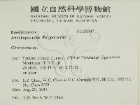 膠孔菌屬藏品圖，第2張