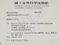 絲齒菌屬藏品圖，第2張