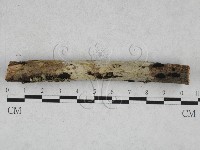 絲齒菌屬藏品圖，第1張