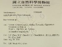 齒耳菌屬藏品圖，第2張