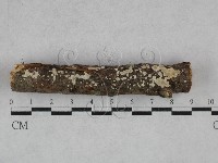 齒耳菌屬藏品圖，第3張