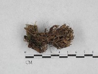 登錄號:F0028345藏品圖，第1張