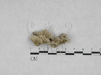 附毛菌屬藏品圖，第1張