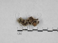 附毛菌屬藏品圖，第3張