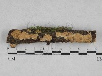 齒耳菌屬藏品圖，第1張