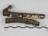 齒耳菌屬藏品圖，第1張