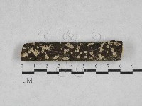 齒耳菌屬藏品圖，第1張