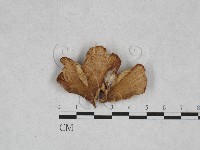 濕傘屬藏品圖，第1張