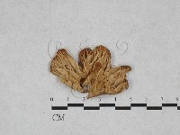 濕傘屬藏品圖，第3張