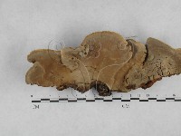 登錄號:F0028359藏品圖，第3張