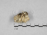 乾酪菌屬藏品圖，第1張