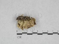 乾酪菌屬藏品圖，第3張