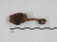 登錄號:F0028364藏品圖，第1張