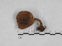 登錄號:F0028366藏品圖，第1張