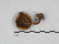 登錄號:F0028366藏品圖，第3張