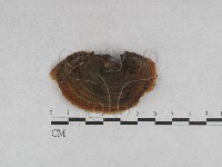 登錄號:F0028368藏品圖，第1張